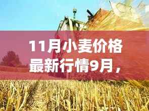 最新小麦行情,麦浪飘香下的温馨故事