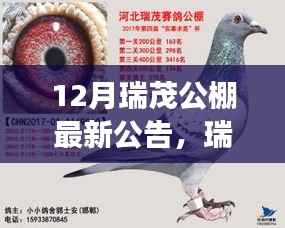 揭秘瑞茂公棚12月最新公告,背景、事件与深远影响全解析