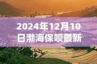 渤海秘境探秘,渤海保呗最新版的独特小店之旅(2024年12月版)