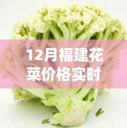 福建花菜价格背后的故事,学习变化与成就感的奇妙之旅
