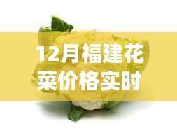 福建花菜价格背后的故事,学习变化与成就感的奇妙之旅