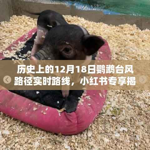 揭秘鹦鹉台风,历史上的12月18日鹦鹉台风实时路径解析(小红书专享)