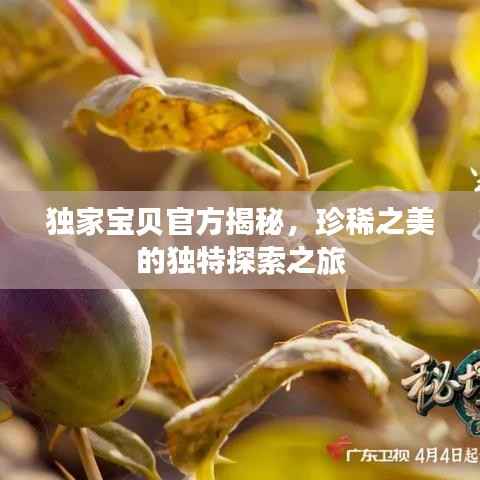 独家宝贝官方揭秘,珍稀之美的独特探索之旅