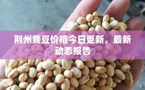 荆州黄豆价格今日更新,最新动态报告