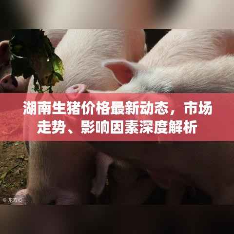 湖南生猪价格最新动态，市场走势、影响因素深度解析