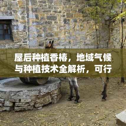 屋后种植香椿,地域气候与种植技术全解析,可行性探讨