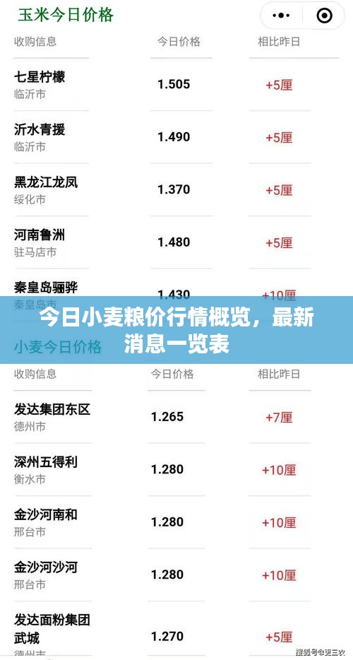 今日小麦粮价行情概览，最新消息一览表