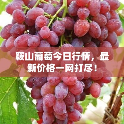 鞍山葡萄今日行情,最新价格一网打尽!