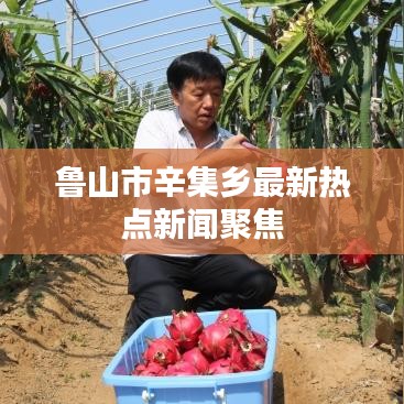 鲁山市辛集乡最新热点新闻聚焦