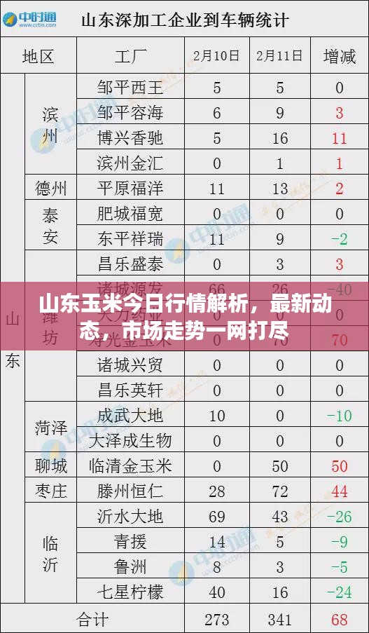 山东玉米今日行情解析，最新动态，市场走势一网打尽